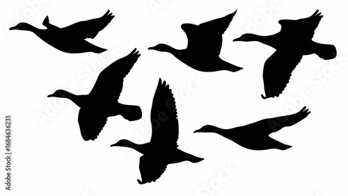 Silhouette illustration of a flock of ducks or geese flying in formation against a white background | editable eps vectors