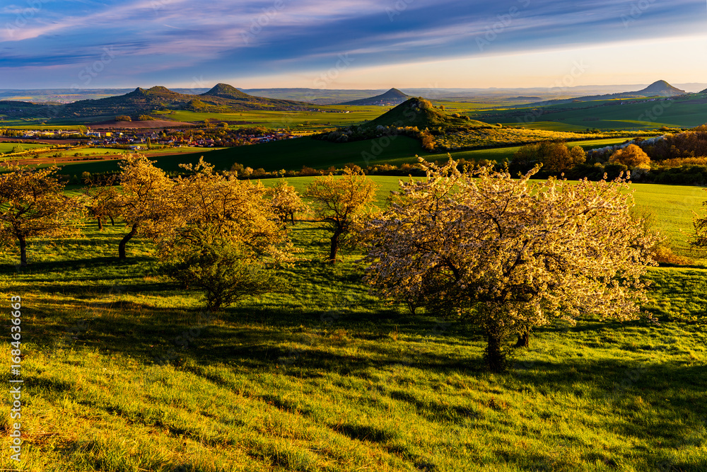 Obraz premium Cherry orchard in bloom at sunset with scenic view of volcanic hills in Central Bohemian Uplands, Czech Republic, during springtime.
