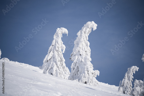 Wallpaper Mural Snow-Covered Trees on a Sunny Winter Day Torontodigital.ca