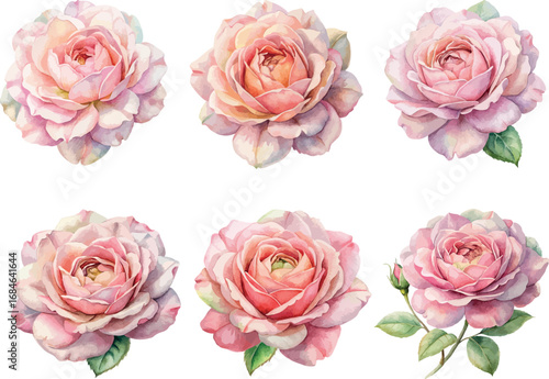 Set of Pastel Pink Roses Watercolor Botanical Vector Illustration Collection