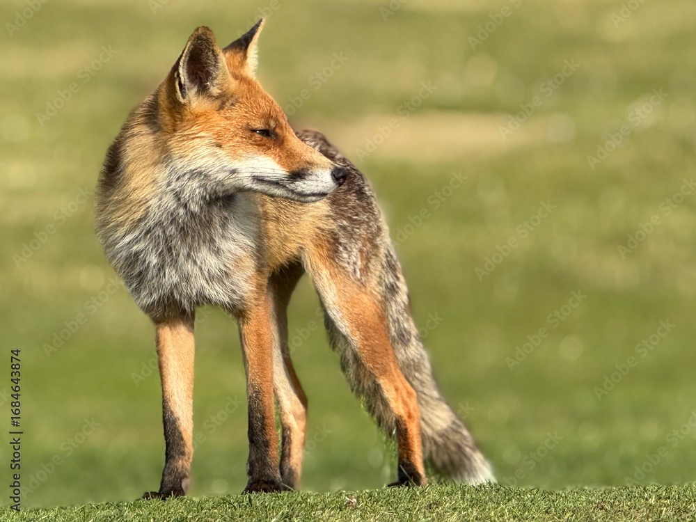 Fototapeta premium red fox cub