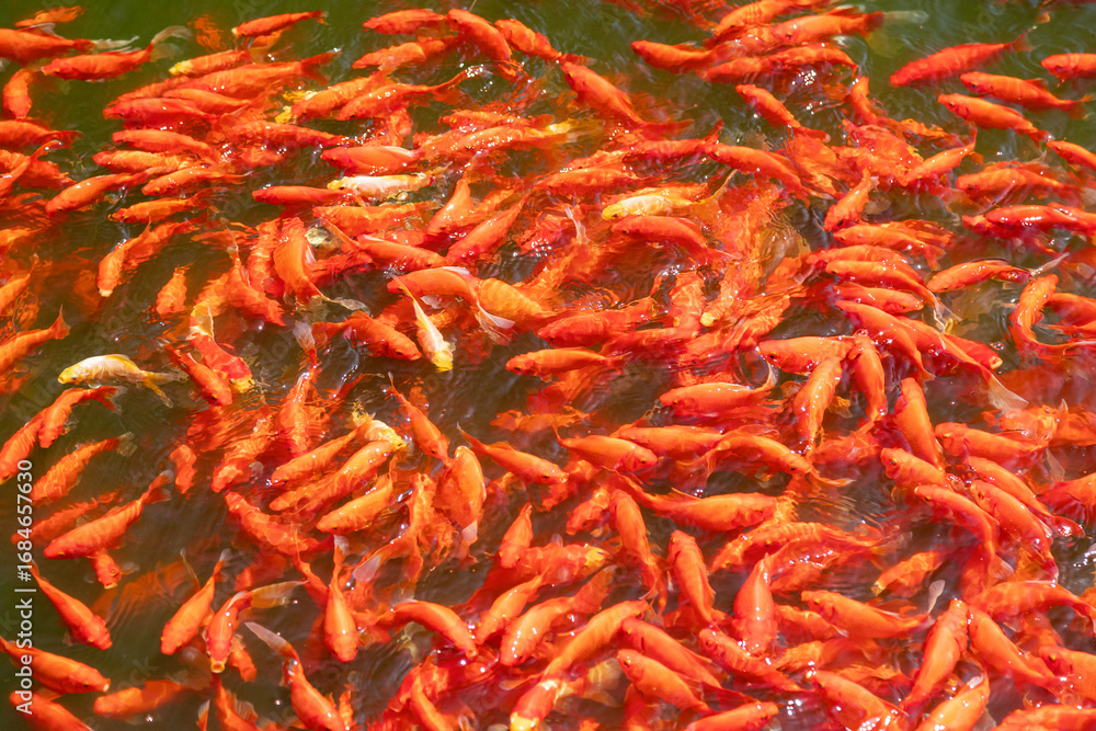 Fototapeta premium Shoals of red koi carp in the pond