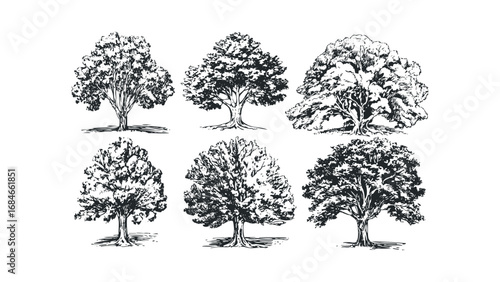Sketch style deciduous trees isolated on transparent background. Vector hand drawn illustration
