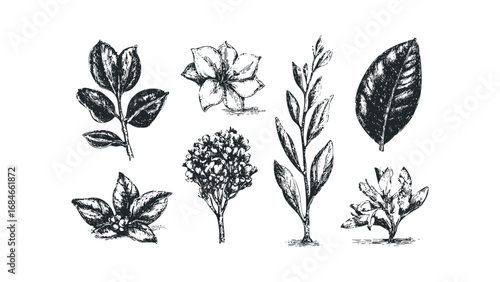 Vintage Botanical Sketch Collection of Flowers and Leaves on White. Vector hand drawn illustration