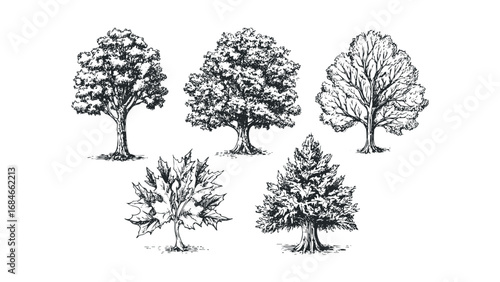 Collection of five hand-drawn deciduous and coniferous trees on a transparent background. Vector hand drawn illustration