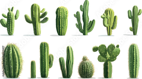 Collection of various green desert cacti and succulents isolated on a white background