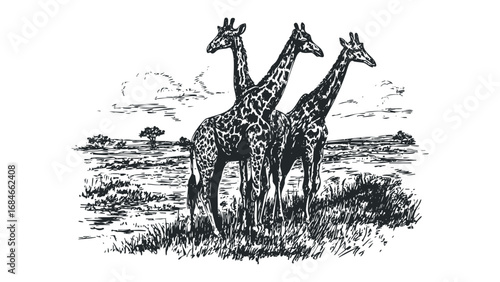 Three Giraffes Standing Together in Textured Grassy Landscape Sketch. Vector hand drawn illustration
