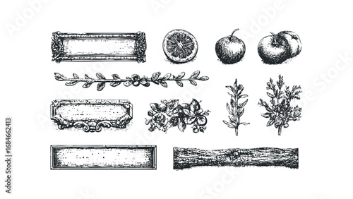 Set of Vintage Ornate Labels and Botanical Elements on Transparent Background. Vector hand drawn illustration