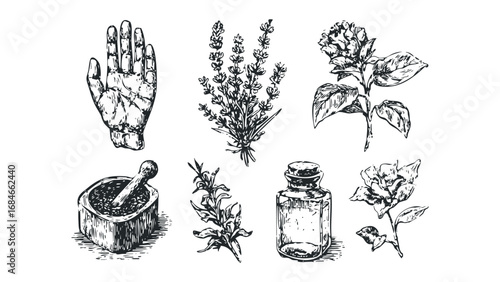 Sketch of botanical elements and hand on transparent background. Vector hand drawn illustration