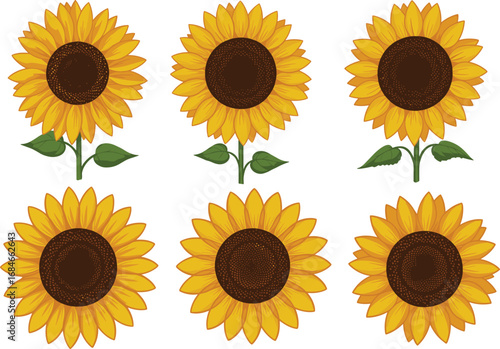 Bright sunflower illustrations, vibrant yellow flowers, hand drawn sunflowers, botanical floral art, summer nature design, vector flower clipart, garden plants set