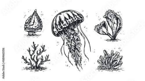Hand Drawn Marine Life Collection with Jellyfish and Coral. Vector hand drawn illustration