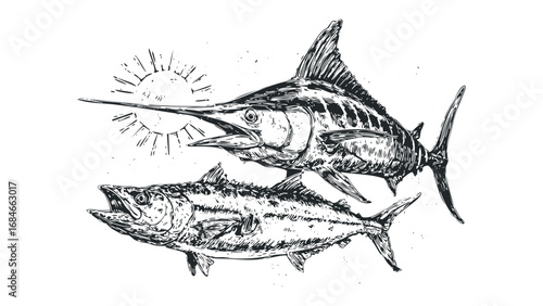 Penciled marlin and tuna fish drawing on transparent background. Vector hand drawn illustration