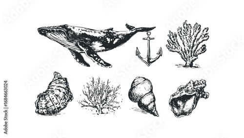 Whale anchor coral and seashell collection sketch. Vector hand drawn illustration