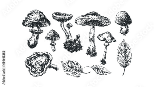 Hand Drawn Mushroom Collection with Leaf Details on Transparent Background. Vector hand drawn illustration