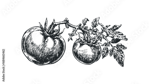 Hand Drawn Tomato Vine with Two Ripe Tomatoes on Transparent Background. Vector hand drawn illustration