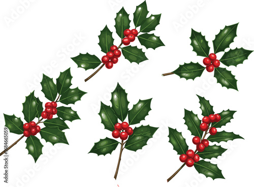 Christmas holly leaves with red berries, festive botanical illustration, winter holiday decoration, traditional greenery clipart, seasonal plant art print
