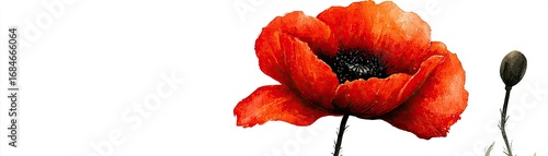 Red poppies displayed for remembrance day concept. A vibrant red poppy flower in full bloom against a white background.