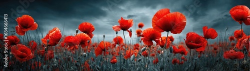 Red poppies displayed for remembrance day concept. Vibrant red poppies swaying gently in a serene landscape.