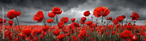 Red poppies displayed for remembrance day concept. A striking field of vibrant red poppies under a moody sky.