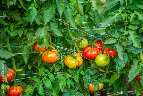 Red tomatoes growing in a vegetable garden close-up