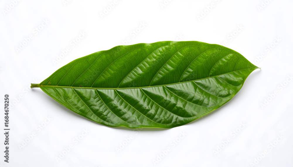 Fototapeta premium green leaf on a white background