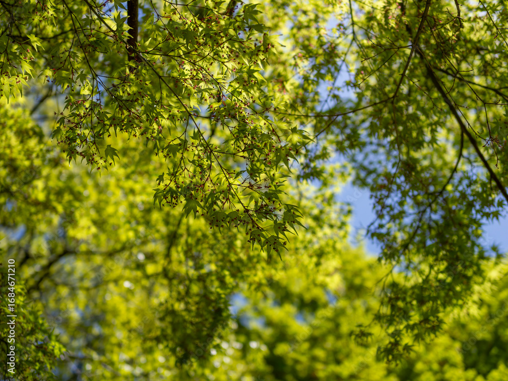 Fototapeta premium 花を咲かせた青紅葉