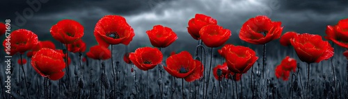 Red poppies displayed for remembrance day concept. Vibrant red poppies blooming against a dark background landscape.