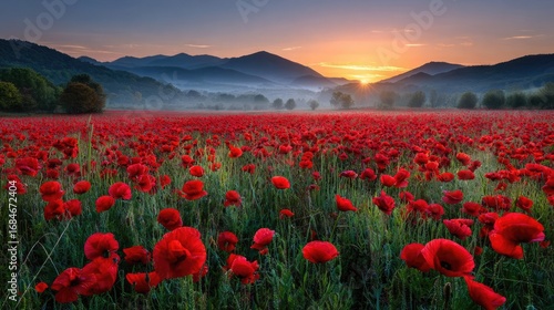Red poppies displayed for remembrance day concept. Breathtaking poppy field at sunrise with misty mountains.