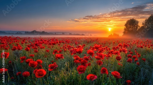 Red poppies displayed for remembrance day concept. A stunning sunrise over a vibrant poppy field, nature's beauty.