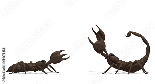Two scorpions facing each other with claws raised, ready for a fight or display.