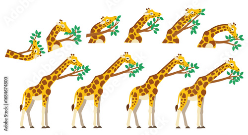 Charming giraffes munching on green leaves, showcasing adorable animal behavior and nature scenes.