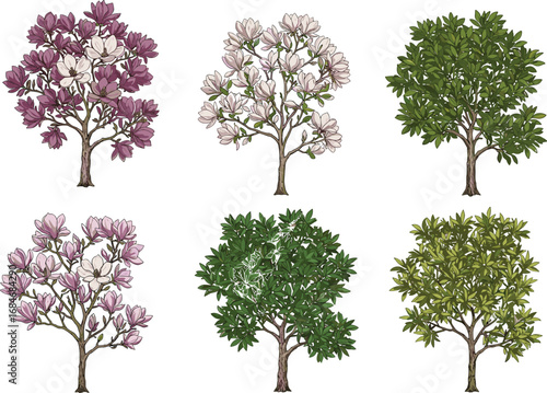 Magnolia tree illustrations, flowering plants clipart, botanical floral vector art, hand drawn spring blossom, garden nature design elements