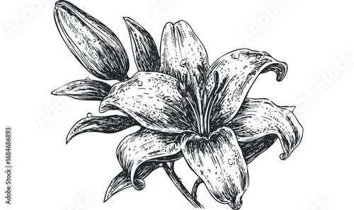 Detailed black and white sketch of a lily flower with dew drops on a white background. Vector hand drawn illustration