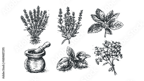 Sketch of assorted fresh herbs and mortar and pestle for culinary use. Vector hand drawn illustration