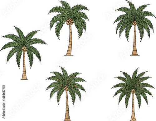 Palm tree illustration set, tropical nature graphic, summer beach plant, hand drawn coconut tree clipart, exotic botanical vector design pack