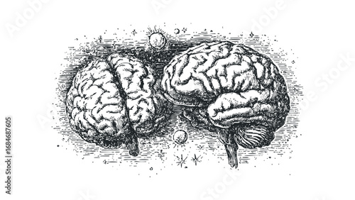 Vintage Black and White Ink Drawing of Two Human Brains. Vector hand drawn illustration