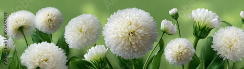 Watercolor dandelions with light tones background concept. Beautiful white flower blossoms blooming in green nature.