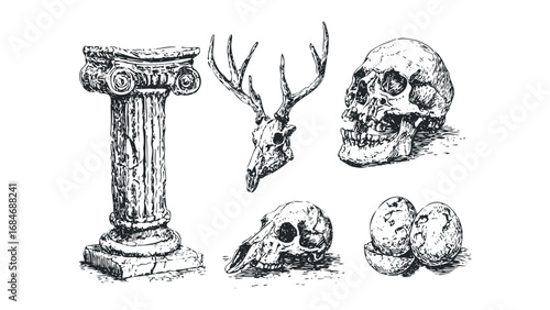 Ornate column, deer skull, animal skull, and eggs still life drawing on transparent background. Vector hand drawn illustration