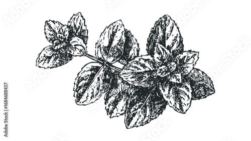 Monochromatic line drawing of a mint sprig with detailed leaves. Vector hand drawn illustration