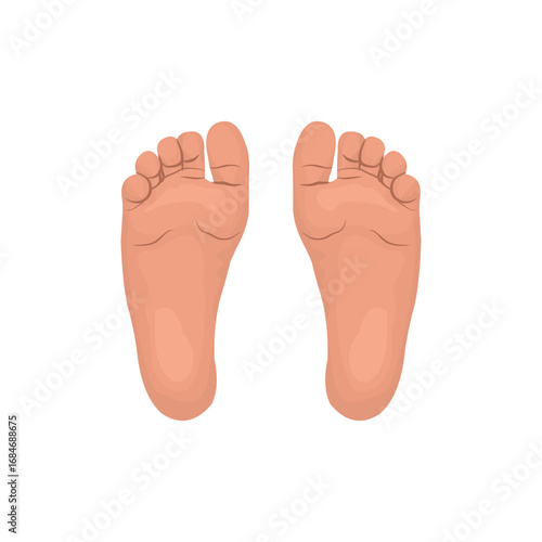 Vector illustration of human foot sole