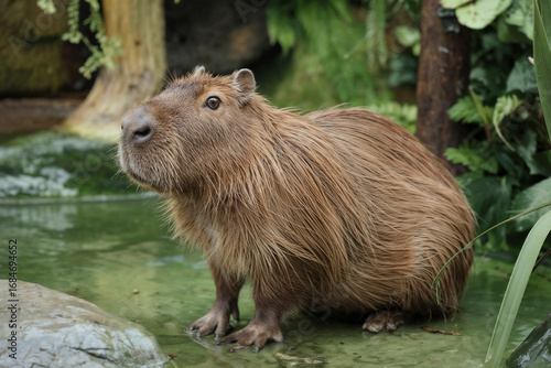 Capybara: Majestic Giant Rodent in Lush Habitat