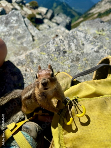 Foto Squirrel touching backpack