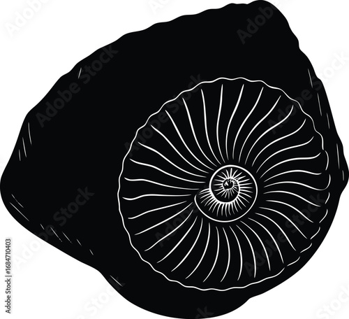 Ancient ammonite fossil with a spiral pattern isolated on a black background