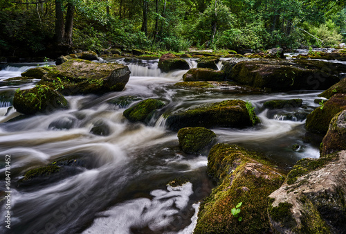 river in forest