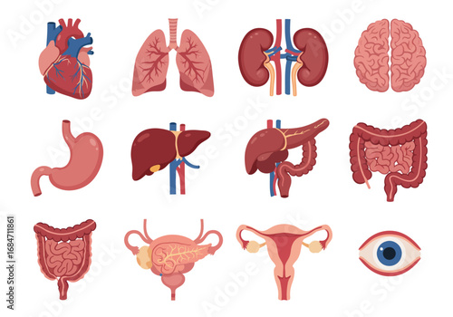 A collection of twelve human organs arranged in a grid pattern digitally illustrated with visible textures