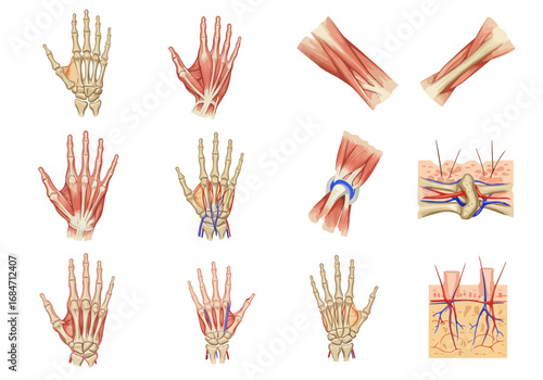Anatomical illustrations depict bones muscles and vascular systems of the human hand and forearm