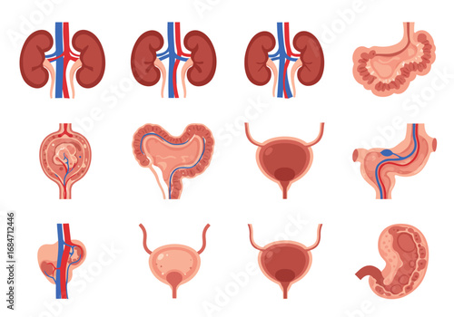 Anatomical illustrations depict kidneys bladders intestines  stomachs in a medical context