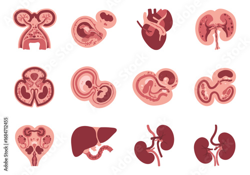 Anatomical illustrations of a human heart kidneys a liver and embryos in utero rendered in shades of red and pink