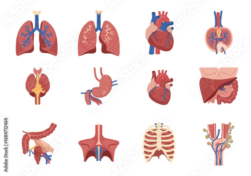 Anatomy chart featuring a collection of various human internal organs in vibrant colors