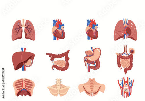 Anatomy diagrams show lungs heart liver stomach intestines diaphragm pelvis clavicle  arteriesveins